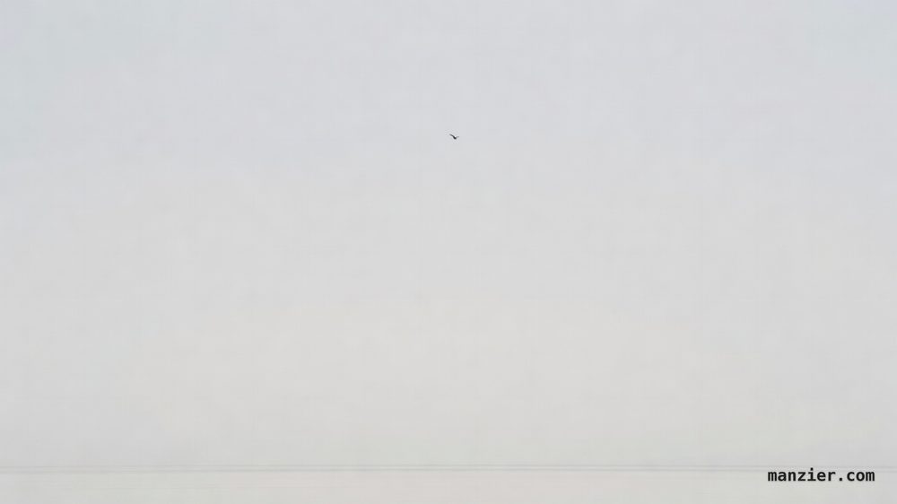 A tiny dark bird silhouette flying alone high in an enormous pale gray-white sky above a thin flat horizon